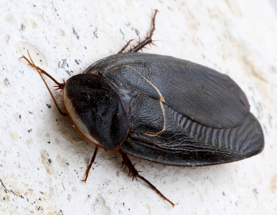 Polyphaga aegyptiaca (Linnaeus, 1758)