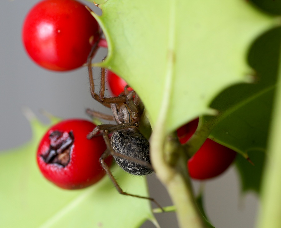 Agelenidae: Eratigena agrestis  -  Valle Carbonara Gargano (FG)