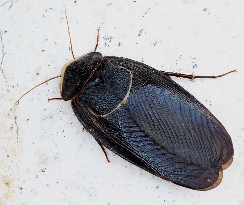 Polyphaga aegyptiaca (Linnaeus, 1758)