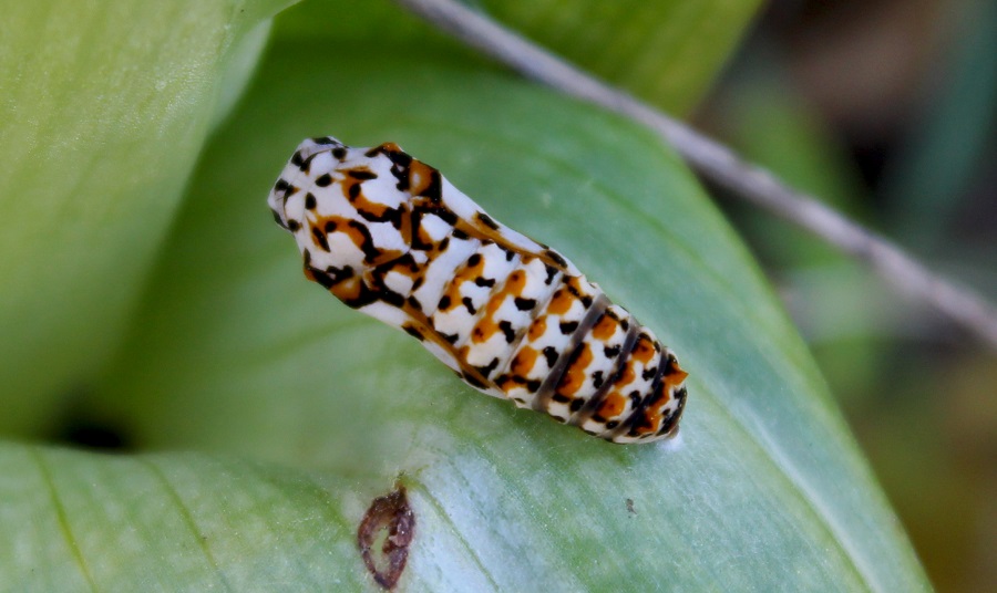 da determinare - Melitaea didyma