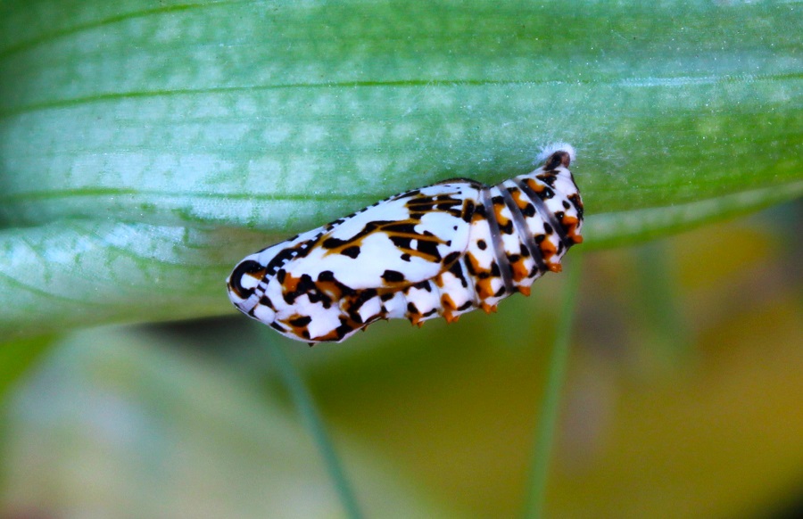 da determinare - Melitaea didyma