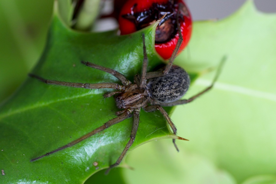 Agelenidae: Eratigena agrestis  -  Valle Carbonara Gargano (FG)