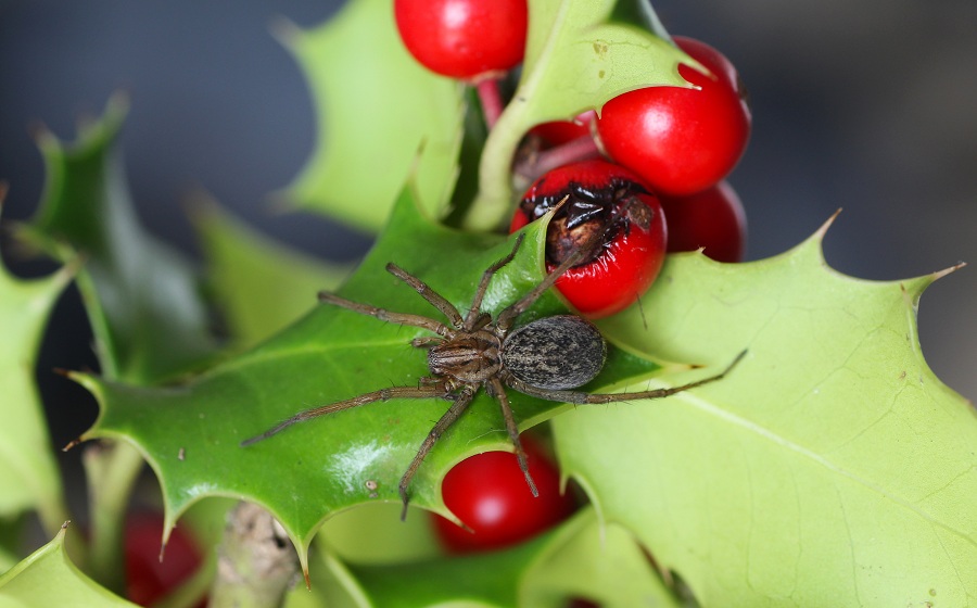 Agelenidae: Eratigena agrestis  -  Valle Carbonara Gargano (FG)