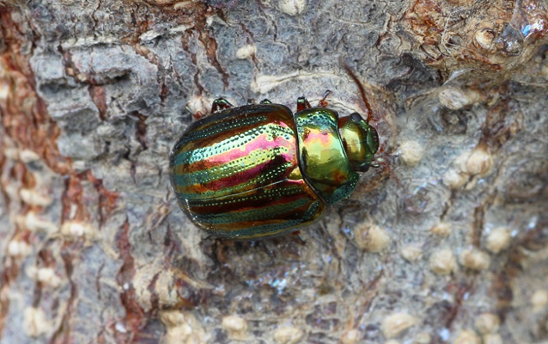 Chrysolina americana - Chrysomelidae