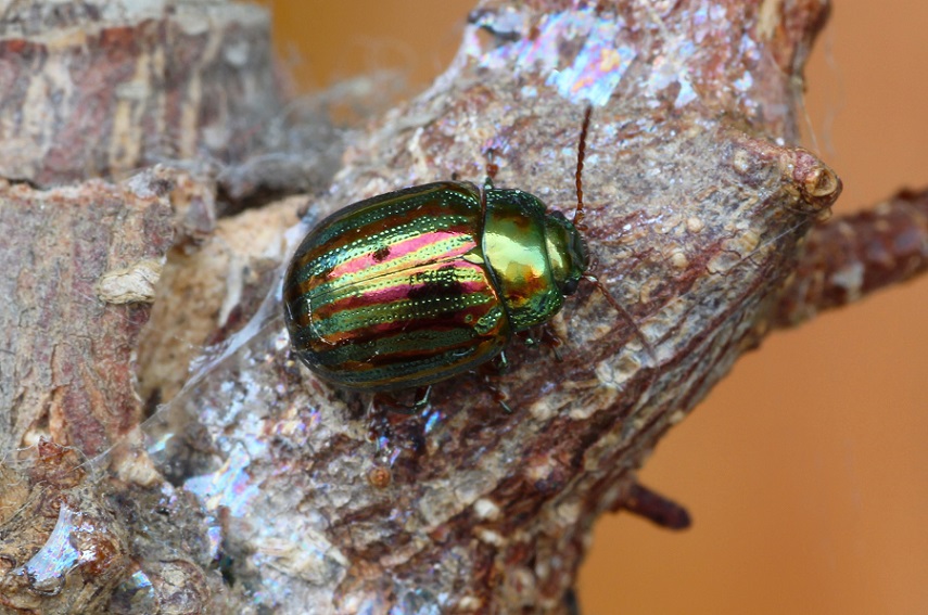 Chrysolina americana - Chrysomelidae