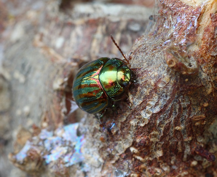 Chrysolina americana - Chrysomelidae