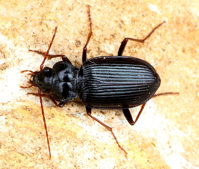 Nebria brevicollis - Carabidae