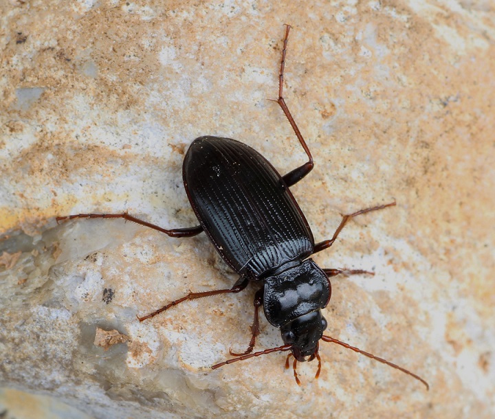 Nebria brevicollis - Carabidae