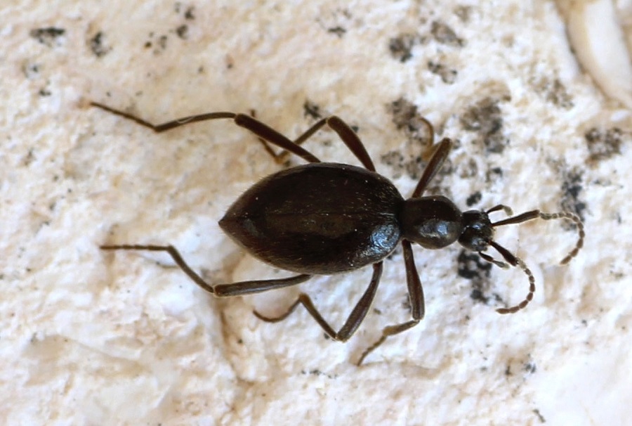 Scydmaenidae: Palaeostigus pilifer