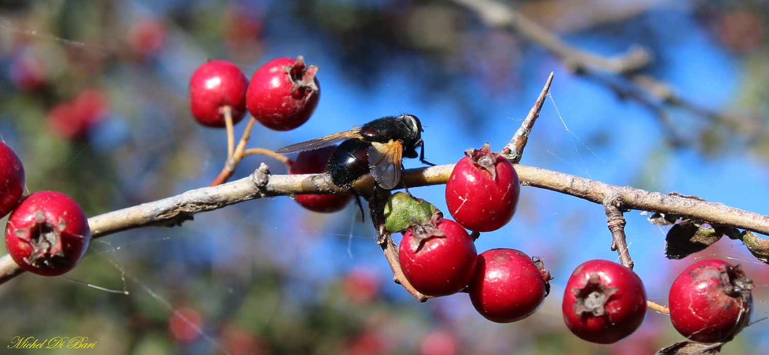 Mesembrina sp. (Muscidae)