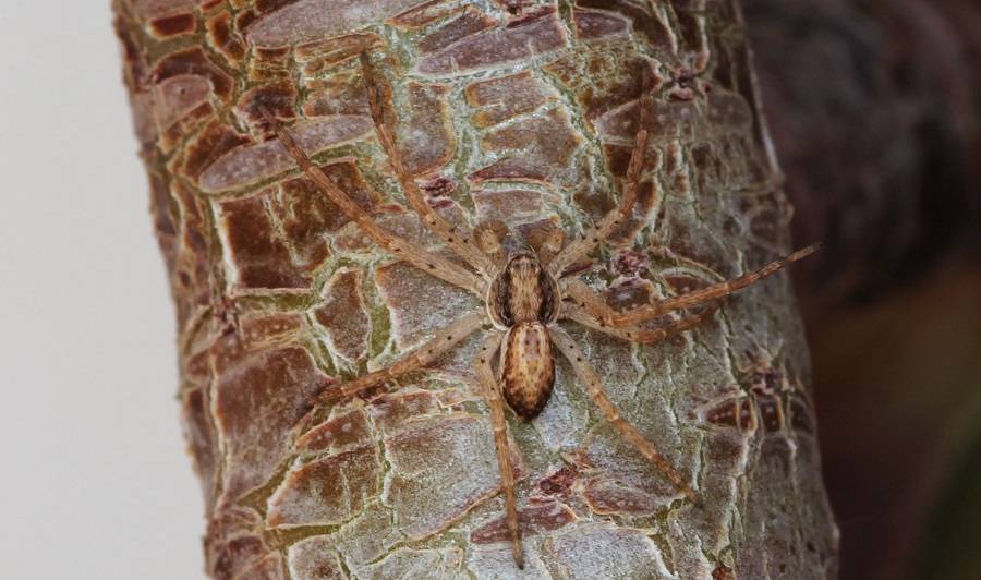 maschio di Philodromus sp. - Manfredonia Gargano (FG)