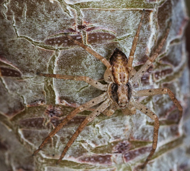 maschio di Philodromus sp. - Manfredonia Gargano (FG)