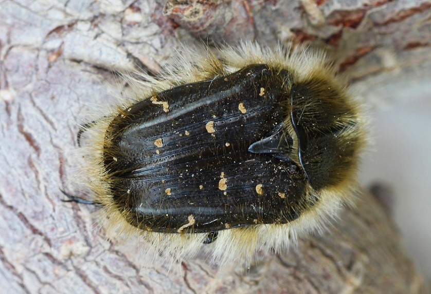 Tropinota squalida, Cetoniidae