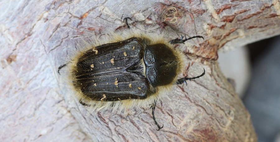 Tropinota squalida, Cetoniidae