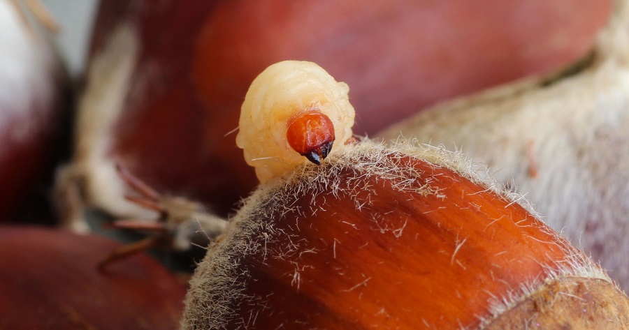 Larva di Curculionidae: cfr. Curculio sp.