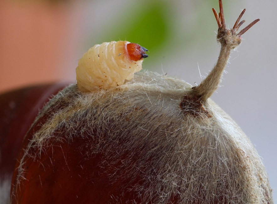 Larva di Curculionidae: cfr. Curculio sp.