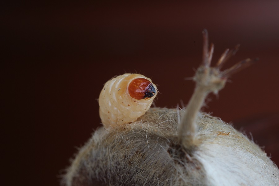 Larva di Curculionidae: cfr. Curculio sp.