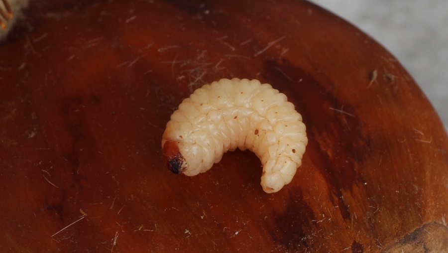 Larva di Curculionidae: cfr. Curculio sp.