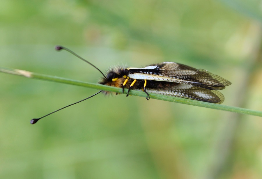Libelloides coccajus femmina