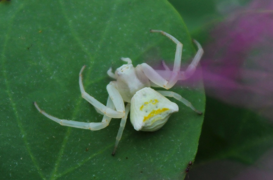 Thomisus onustus - Manfredonia (FG)