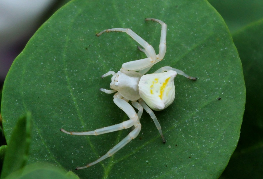 Thomisus onustus - Manfredonia (FG)