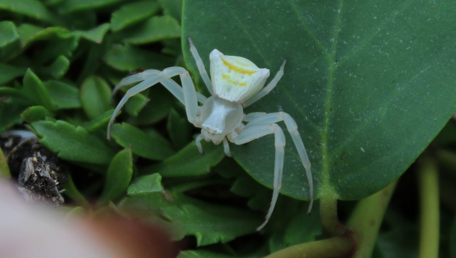 Thomisus onustus - Manfredonia (FG)