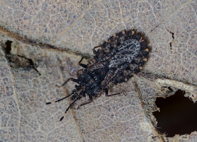 Aradidae:  Aradus krueperi