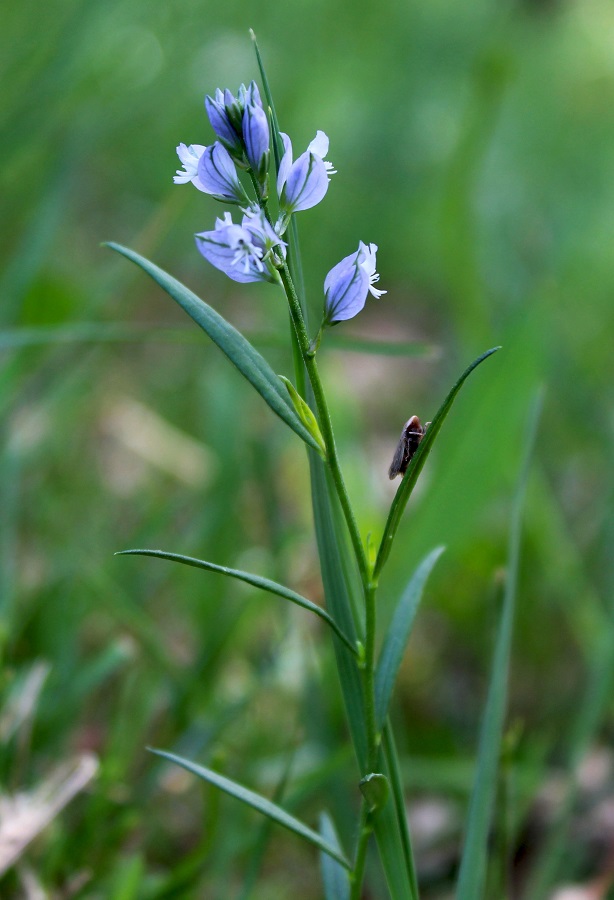 Polygala vulgaris