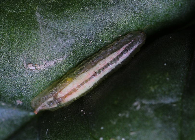 Larva su spinacio