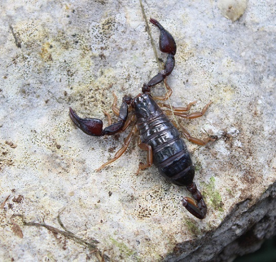 Euscorpius garganicus  - Gargano