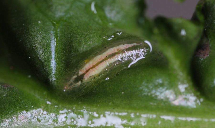 Larva su spinacio