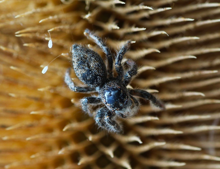 Philaeus chrysops, femmina  - Manfredonia Gargano (FG)