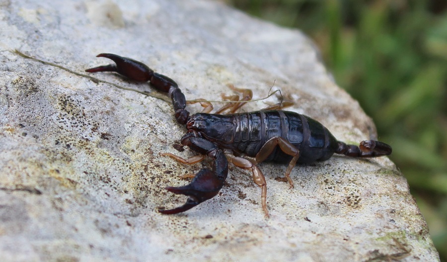 Euscorpius garganicus  - Gargano