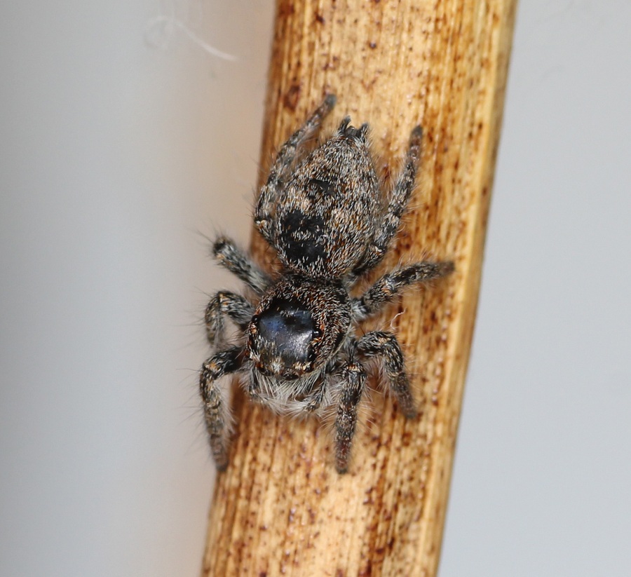 Philaeus chrysops, femmina  - Manfredonia Gargano (FG)