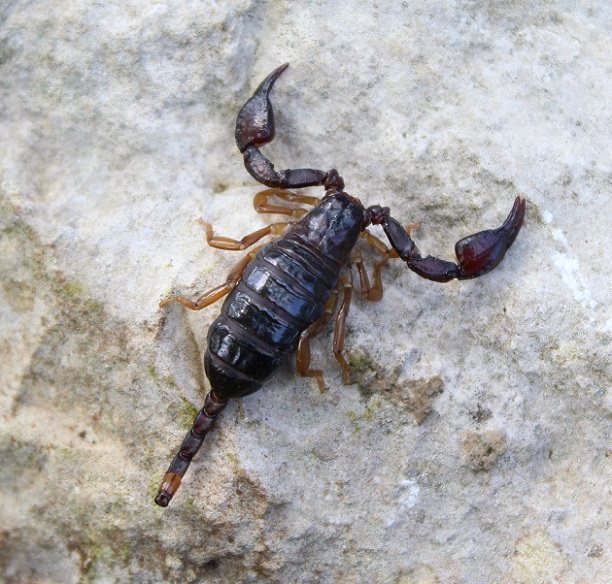 Euscorpius garganicus  - Gargano