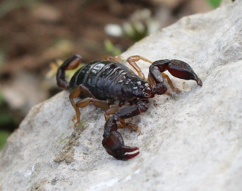 Euscorpius garganicus  - Gargano