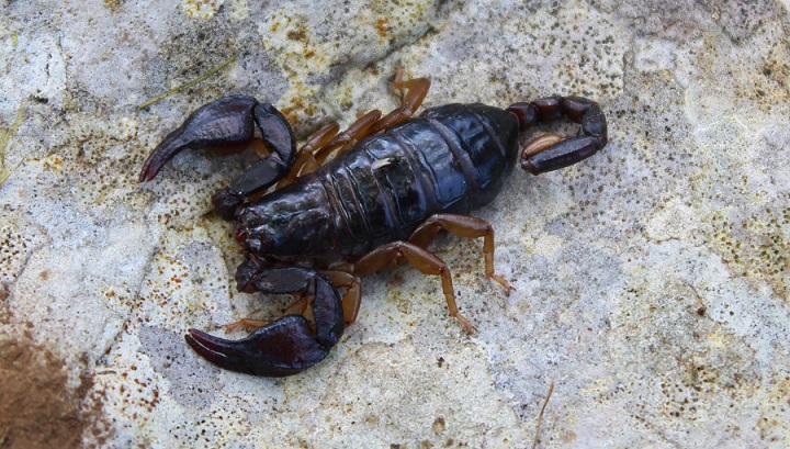 Euscorpius garganicus  - Gargano