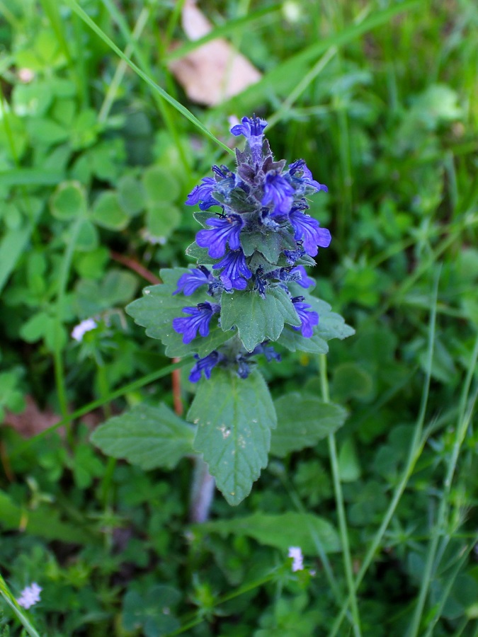 Ajuga reptans