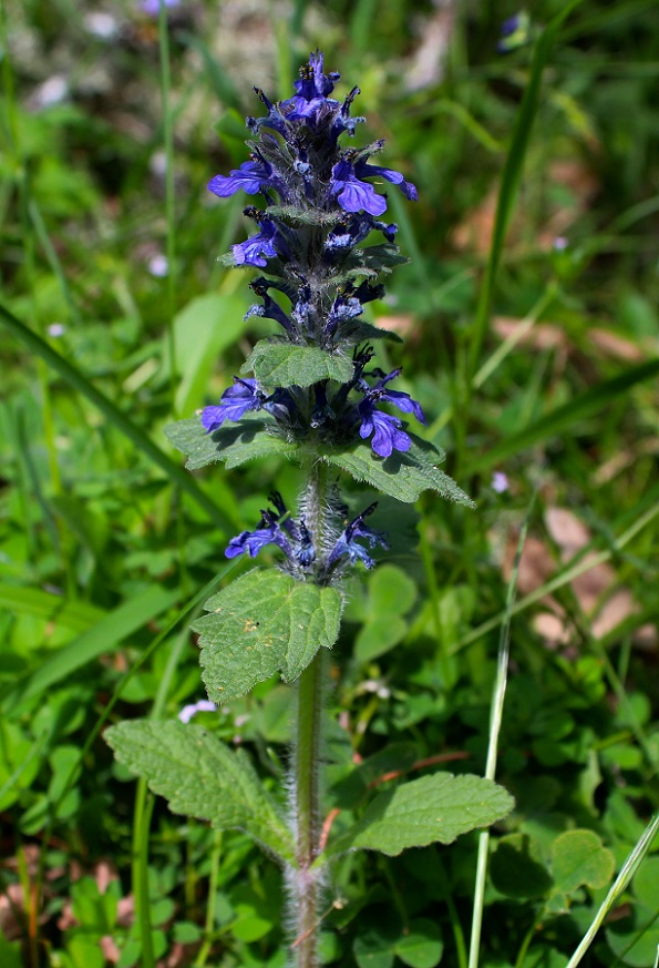 Ajuga reptans