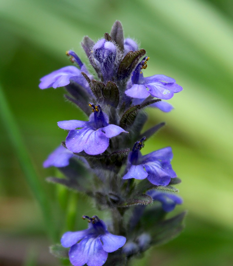 Ajuga reptans