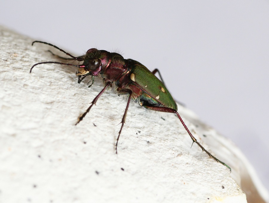 Cicindela campestris, maschio (Carabidae)