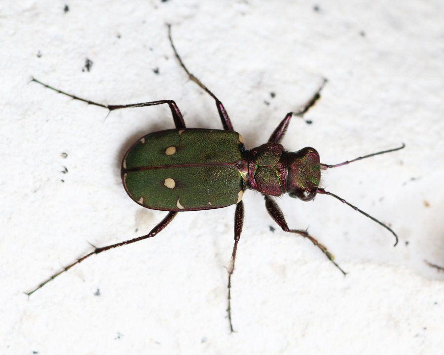 Cicindela campestris, maschio (Carabidae)