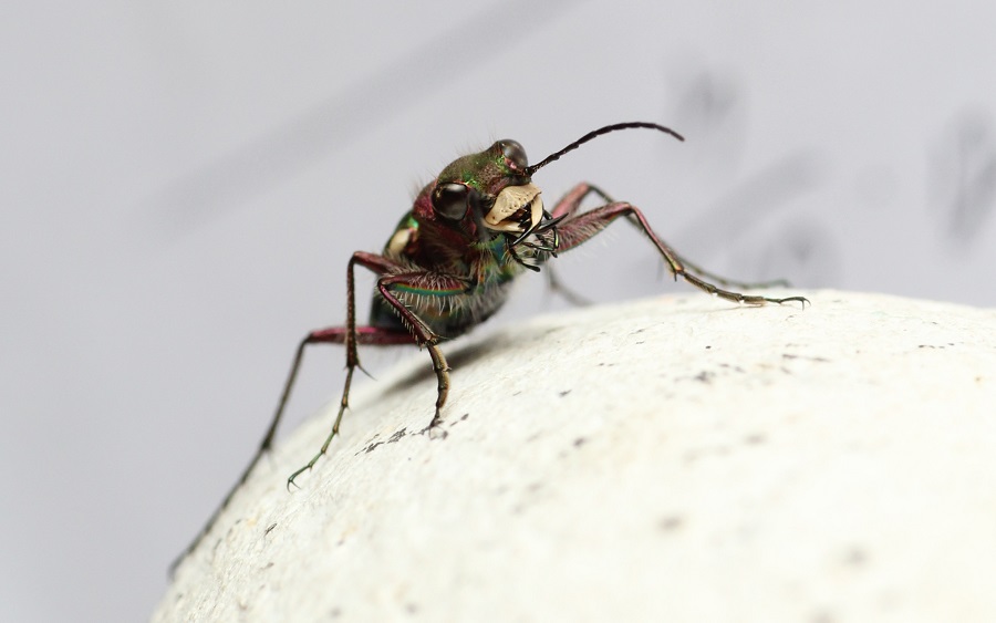 Cicindela campestris, maschio (Carabidae)