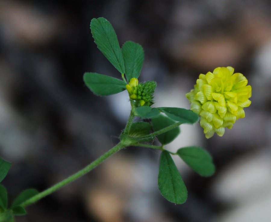 Trifolium campestre / Trifoglio campestre