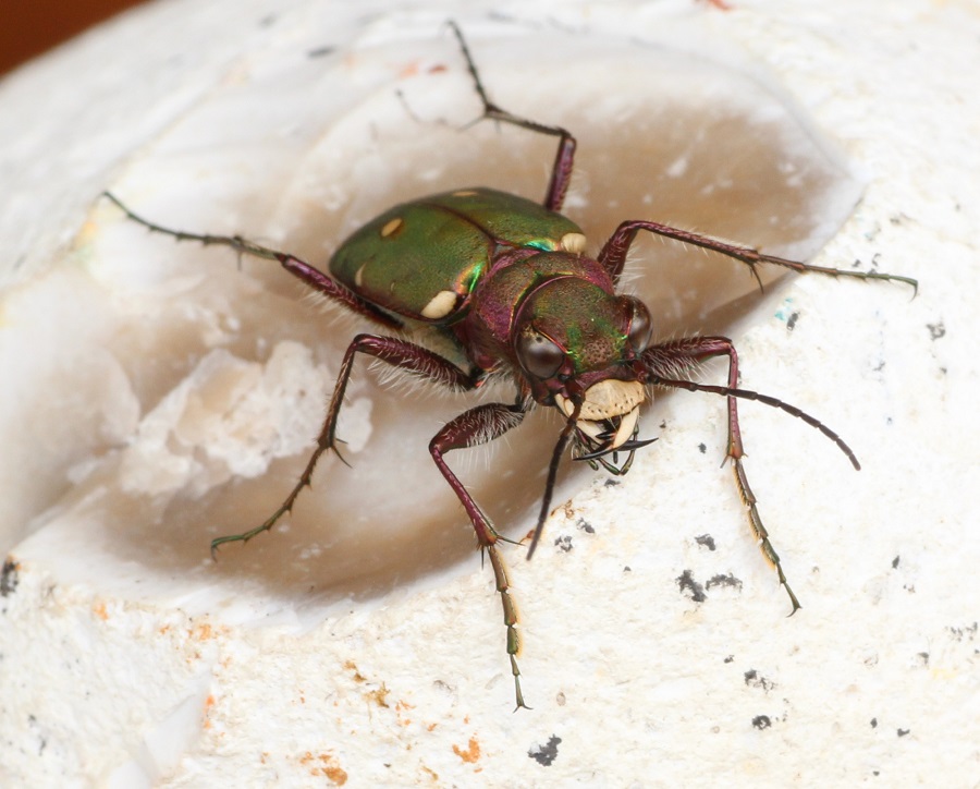 Cicindela campestris, maschio (Carabidae)