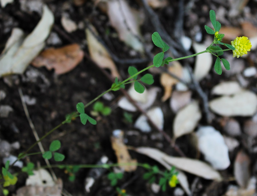 Trifolium campestre / Trifoglio campestre