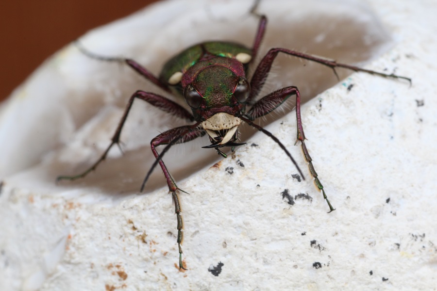 Cicindela campestris, maschio (Carabidae)