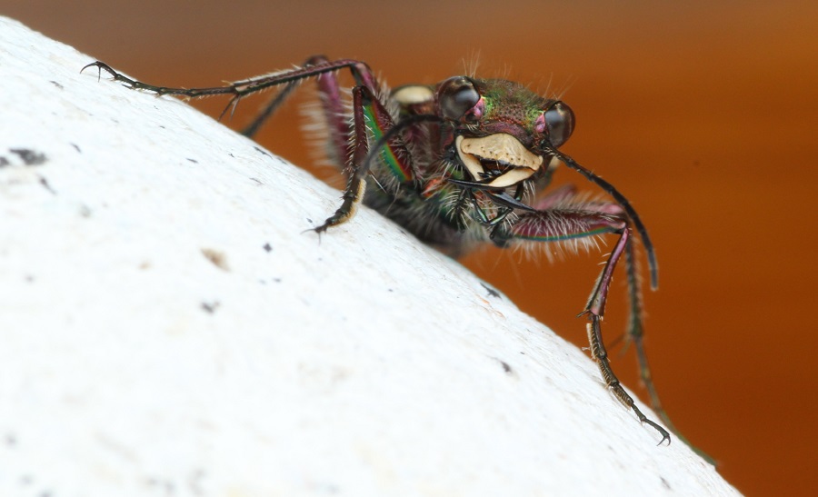 Cicindela campestris, maschio (Carabidae)