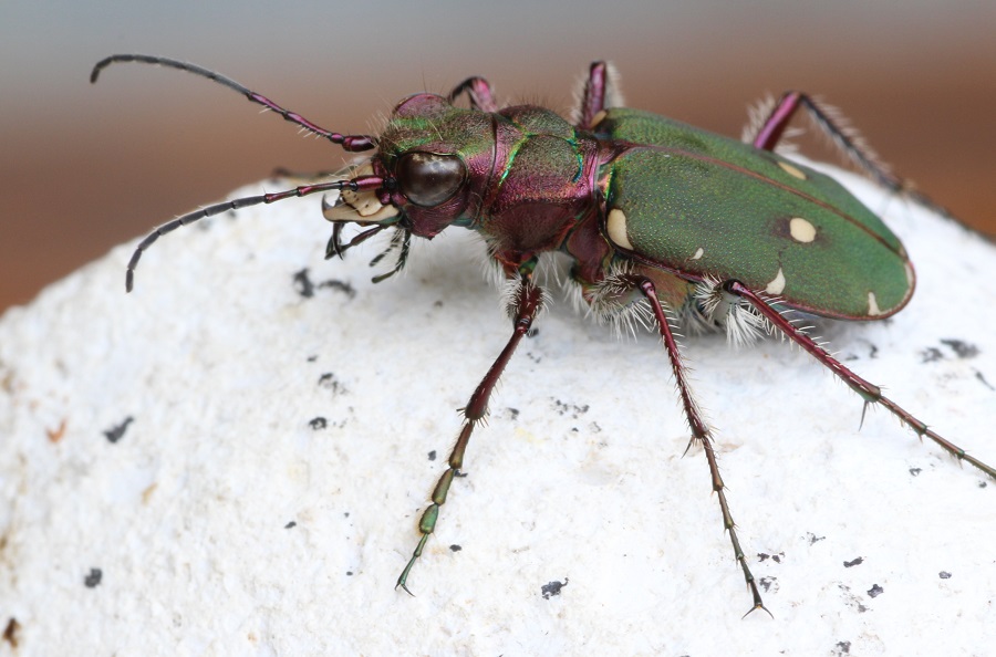 Cicindela campestris, maschio (Carabidae)