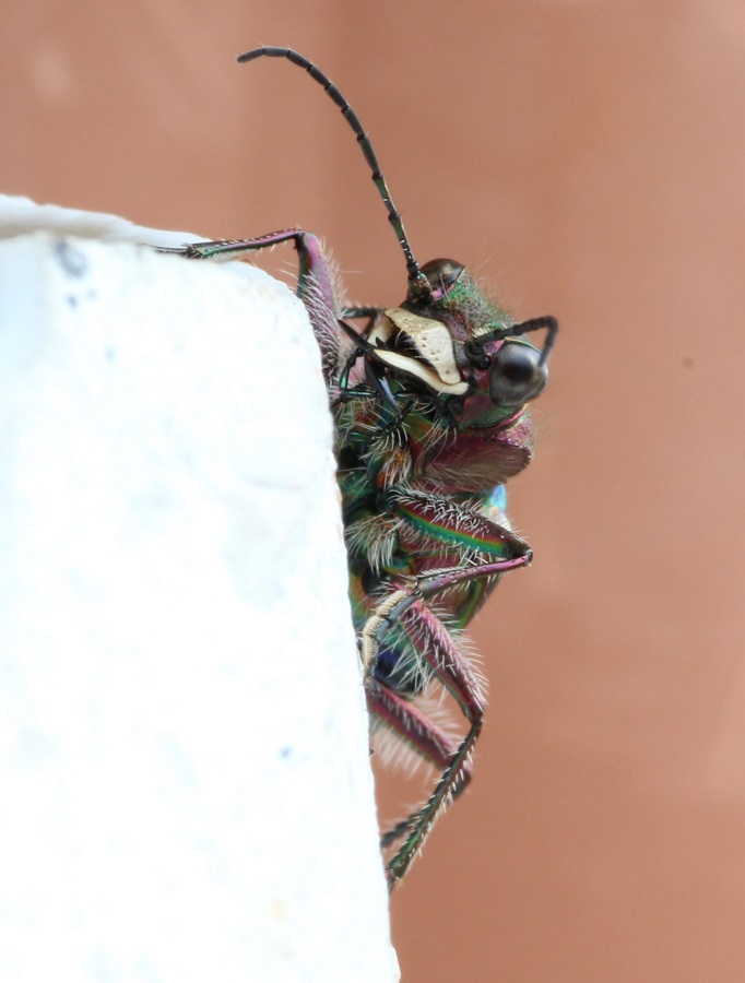 Cicindela campestris, maschio (Carabidae)